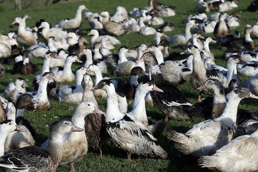 Grippe aviaire: La France veut vacciner les volailles
