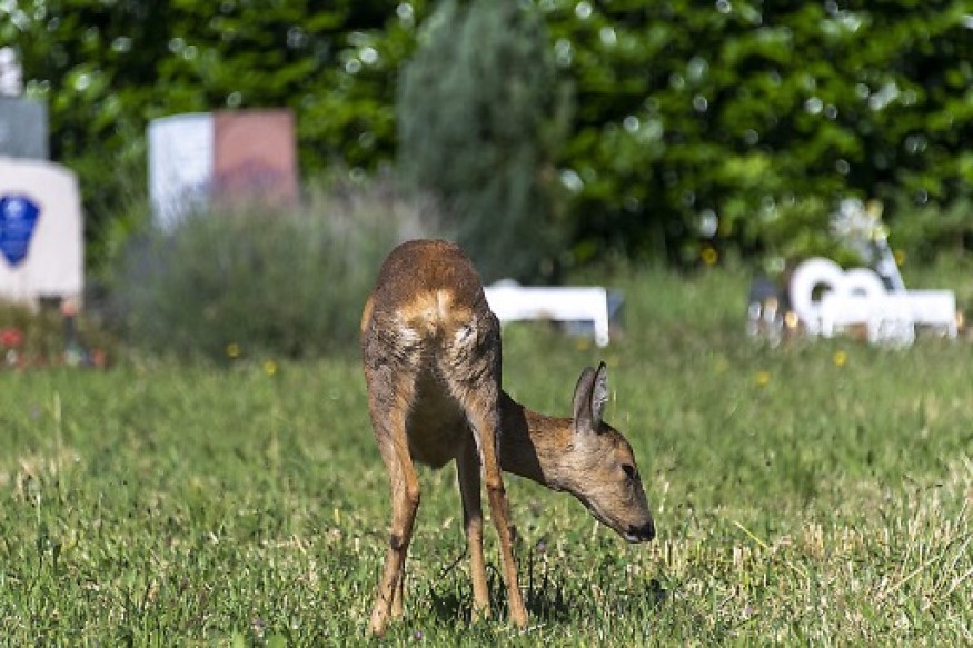 Animaux: Le Jura accueille des chevreuils bâlois