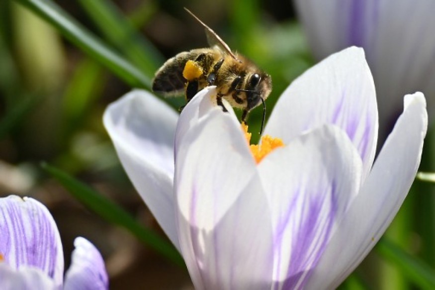 Mortalité des abeilles: la Commission européenne veut avancer